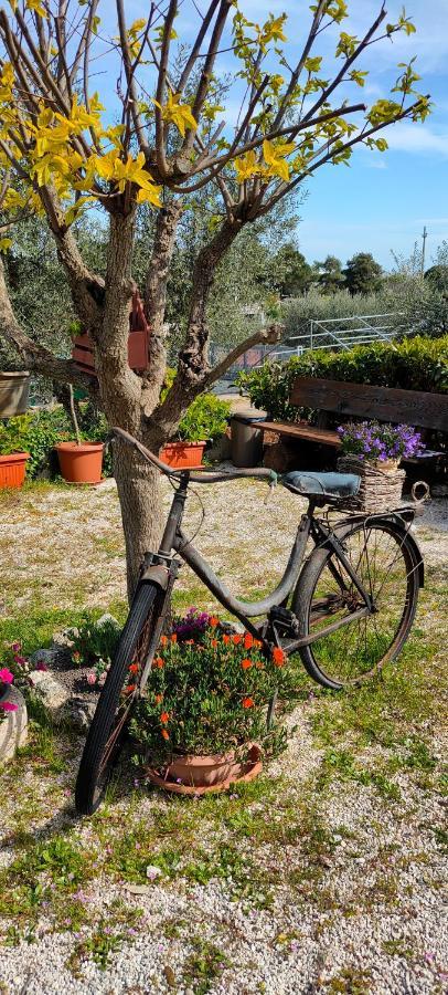 Antico Trullo Immerso Nella Campagna 알베르벨로 외부 사진